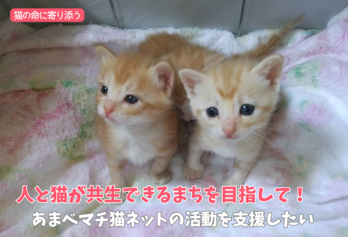 GCF2025猫バナー
