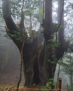 次郎杉