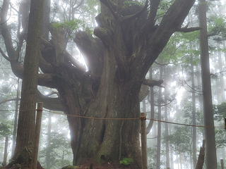 笹無谷のスギ等巨木群生地」が県指定天然記念物（植物）に指定されまし