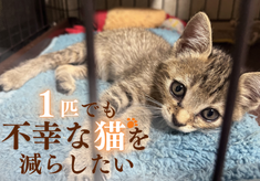 GCF猫2026